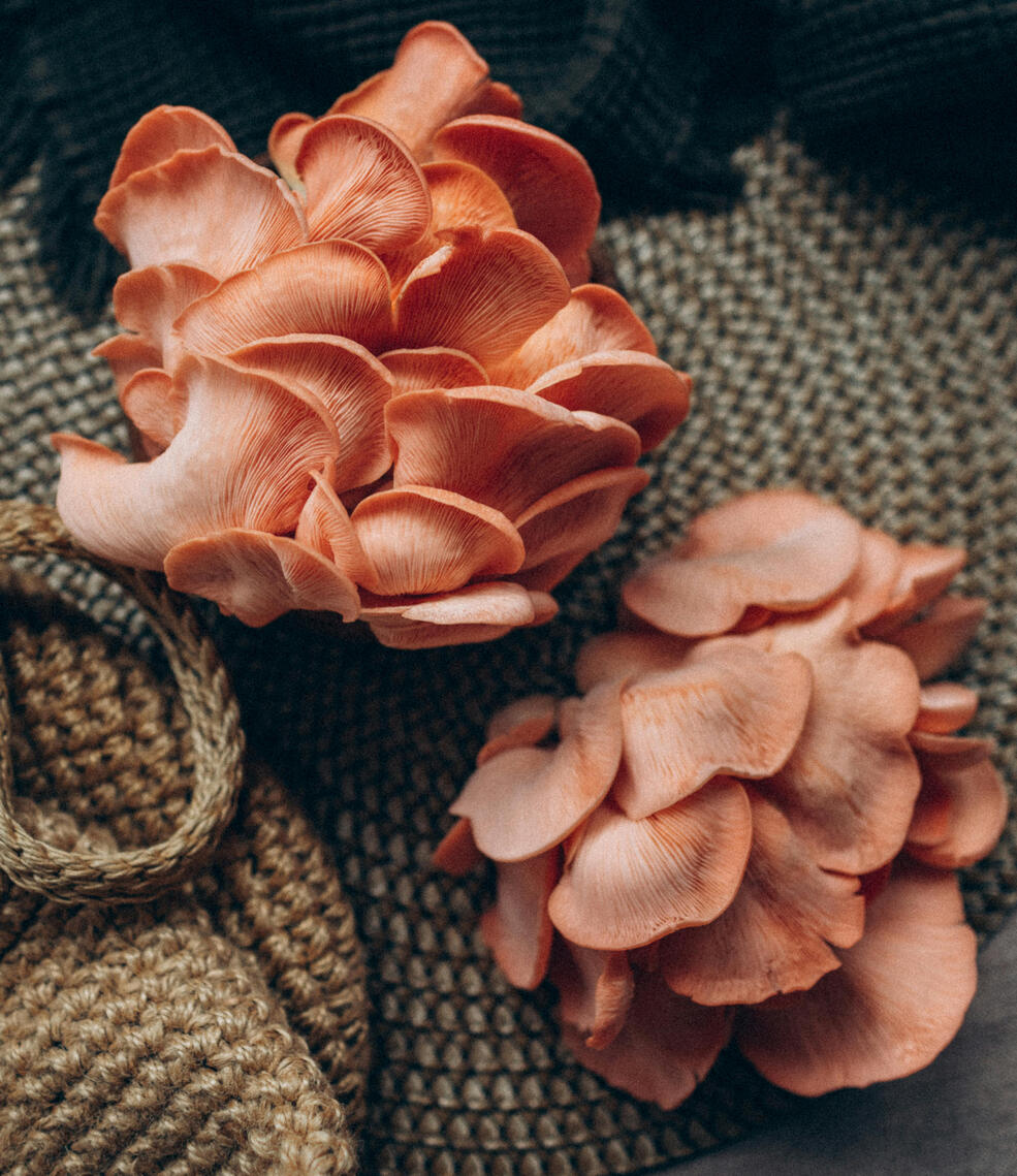 Pink Oyster